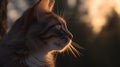 Timeless grace in golden hour's embrace: an exquisite cat