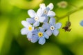 Timelittle blue forget me not flowers, spring time.