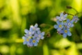 Timelittle blue forget me not flowers, spring time.