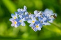 Timelittle blue forget me not flowers, spring time.