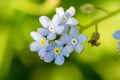 Timelittle blue forget me not flowers, spring time.