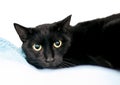 A timid black shorthair cat with dilated pupils