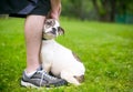 A timid Bulldog mixed breed puppy cuddling against a person`s legs