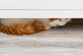 a timid cat hides under the cupboard Royalty Free Stock Photo
