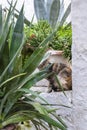 Timid cat looking through the leaves Royalty Free Stock Photo