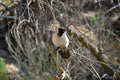 The gray crow disguised itself among the many bare branches of the tree Royalty Free Stock Photo