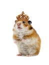 Timid hamster standing royal crown isolated on a white