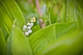 Timid lily of the valley in a forest in dew