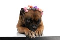 Timid little boxer dog with flowers headband hiding behind paws