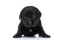 Timid little labrador retriever puppy laying down in studio