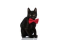 Timid little metis cat wearing red bowtie and sitting in studio