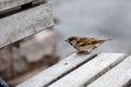 A timid little sparrow standing on a bench.