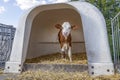 Timid lovely calf in a white plastic calf hutch, on straw at a farmyard