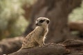 Timid meerkat