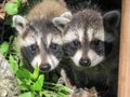 Timid raccoon cub siblings Royalty Free Stock Photo