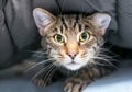 A timid shorthair tabby cat hiding under a blanket Royalty Free Stock Photo