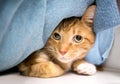 A timid tabby cat hiding under blankets Royalty Free Stock Photo