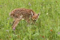 Timid White-tailed deer fawn in wildflower meadow Royalty Free Stock Photo