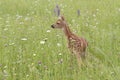 Timid White tailed fawn in flowers up to its chest Royalty Free Stock Photo