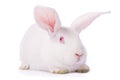 Timid young white rabbit Royalty Free Stock Photo