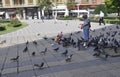 Timisoara, June 22nd: Doves from Victory Square in Timisoara town from Banat county in Romania