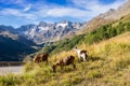 Timmelsjoch High Alpine Road landscape and goats.