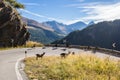 Timmelsjoch High Alpine Road landscape and goats. Royalty Free Stock Photo