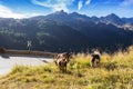 Timmelsjoch High Alpine Road landscape and goats. Royalty Free Stock Photo