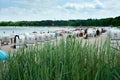 Timmendorf beach on German Baltic Sea with tourists in beach chairs and beach grass in foreground