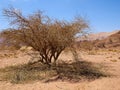 Timna Park and King Solomon`s Mines Negev Desert Israel Royalty Free Stock Photo