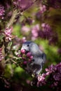 Timneh African Grey Parrot on the apple tree in spring garden Royalty Free Stock Photo