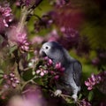 Timneh African Grey Parrot on the apple tree in spring garden Royalty Free Stock Photo
