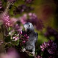 Timneh African Grey Parrot on the apple tree in spring garden Royalty Free Stock Photo