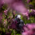 Timneh African Grey Parrot on the apple tree in spring garden Royalty Free Stock Photo