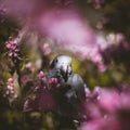 Timneh African Grey Parrot on the apple tree in spring garden Royalty Free Stock Photo