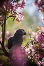 Timneh African Grey Parrot on the apple tree in spring garden Royalty Free Stock Photo