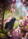 Timneh African Grey Parrot on the apple tree in spring garden Royalty Free Stock Photo