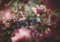 Timneh African Grey Parrot on the apple tree in spring garden Royalty Free Stock Photo