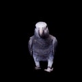 Timneh African Grey Parrot isolated on black Royalty Free Stock Photo