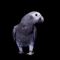 Timneh African Grey Parrot isolated on black Royalty Free Stock Photo