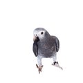 Timneh African Grey Parrot isolated on white Royalty Free Stock Photo