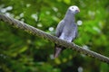 Timneh Grey Parrot (Psittacus timneh) Royalty Free Stock Photo