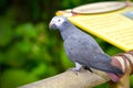 Timneh Grey Parrot (Psittacus timneh) Royalty Free Stock Photo