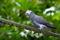 Timneh Grey Parrot (Psittacus timneh) Royalty Free Stock Photo
