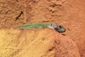 Timon pater lizard Royalty Free Stock Photo