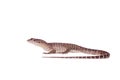 Timor Monitor Lizard, Varanus timorensis, on white