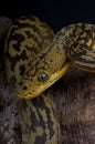 Timor python Royalty Free Stock Photo