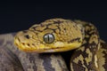 Timor python Royalty Free Stock Photo