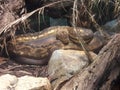 Timor Python brown snake from Indonesia Royalty Free Stock Photo