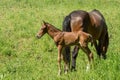 Timorous foal standing behind mom`s back